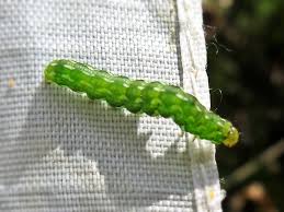 Attēlu rezultāti vaicājumam “Anarta myrtilli”