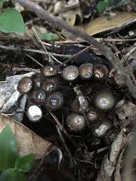 Attēlu rezultāti vaicājumam “Cyathus striatus”