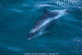 Image result for Lagenorhynchus albirostris