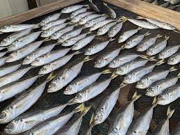 「九鬼嘉隆 織田信奈の野望」の画像検索結果