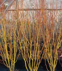 Attēlu rezultāti vaicājumam “Salix”