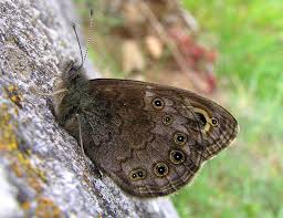 Attēlu rezultāti vaicājumam “Lasiommata petropolitana”