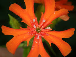 Attēlu rezultāti vaicājumam “Silene chalcedonica”