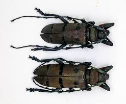 Attēlu rezultāti vaicājumam “Cerambycidae”