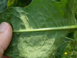 Attēlu rezultāti vaicājumam “Bunias orientalis”