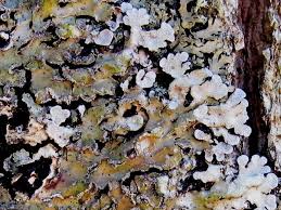 Attēlu rezultāti vaicājumam “Physconia detersa”