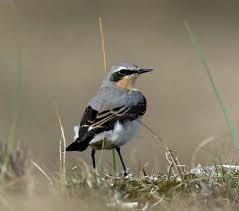 Attēlu rezultāti vaicājumam “Oenanthe oenanthe”