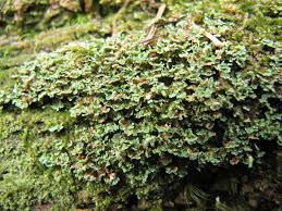 Attēlu rezultāti vaicājumam “Cladonia norvegica”
