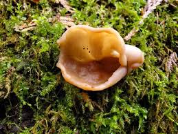 Attēlu rezultāti vaicājumam “Discina perlata”