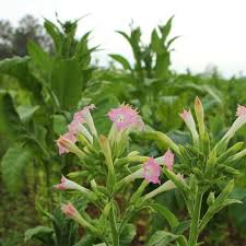 Attēlu rezultāti vaicājumam “Nicotiana tabacum leaf”