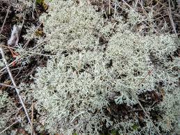 Attēlu rezultāti vaicājumam “Cladonia mitis”