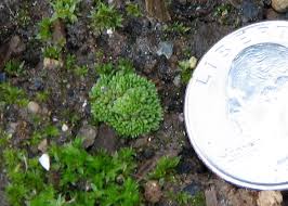 Attēlu rezultāti vaicājumam “Jungermannia sphaerocarpa sporophyte”