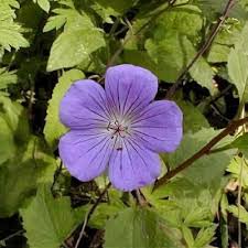 Image result for Geranium `Sandrine`