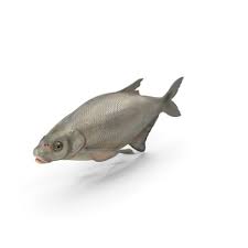 Image result for Blicca bjoerkna