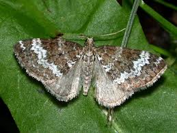 Attēlu rezultāti vaicājumam “Perizoma alchemilla”