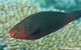 Image result for Scarus niger