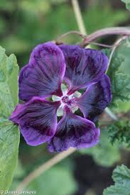 Image result for Malva sylvestris var. mauritiana