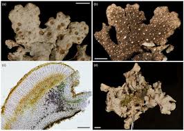 Attēlu rezultāti vaicājumam “Reticularia lobata”