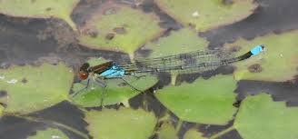 Attēlu rezultāti vaicājumam “Erythromma najas”