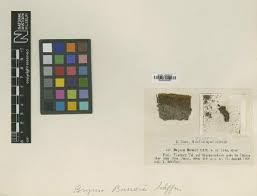 Attēlu rezultāti vaicājumam “Bryum pallens”