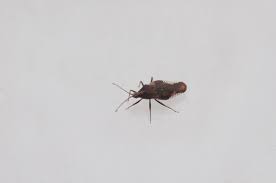 Attēlu rezultāti vaicājumam “Physatocheila smreczynskii”