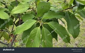 Attēlu rezultāti vaicājumam “Salix myrsinifolia leaf”