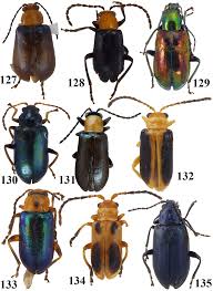 Attēlu rezultāti vaicājumam “Phyllobrotica quadrimaculata”