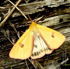 Attēlu rezultāti vaicājumam “Diacrisia sannio male”