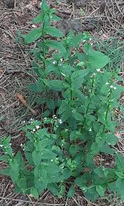 Attēlu rezultāti vaicājumam “Reticularia lobata young”
