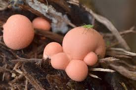 Attēlu rezultāti vaicājumam “Lycogala sphaeroconicum macro”