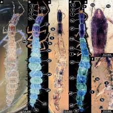 Attēlu rezultāti vaicājumam “Raphidia larva”