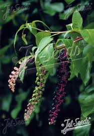Attēlu rezultāti vaicājumam “Phytolaccaceae”