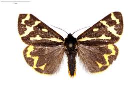 Attēlu rezultāti vaicājumam “Parasemia plantaginis female”