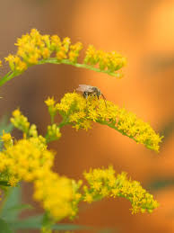 Attēlu rezultāti vaicājumam “Solidago virgaurea flower”
