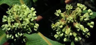 Attēlu rezultāti vaicājumam “Arenaria procera leaf”