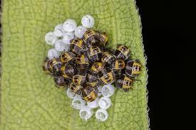 Attēlu rezultāti vaicājumam “Pantilius tunicatus imago”