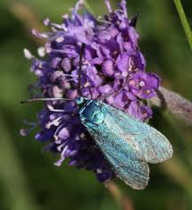 Attēlu rezultāti vaicājumam “Adscita statices”