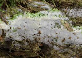 Attēlu rezultāti vaicājumam “Sidera lenis”