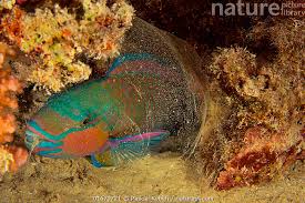 Image result for Chlorurus sordidus