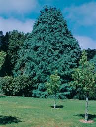 Attēlu rezultāti vaicājumam “Chamaecyparis lawsoniana”