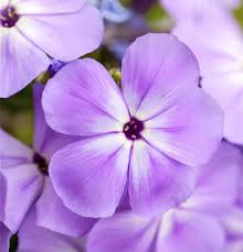 Image result for Phlox (großblumig)