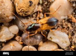 Attēlu rezultāti vaicājumam “Anchomenus dorsalis”