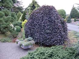 Attēlu rezultāti vaicājumam “Fagus sylvatica fo. purpurea”