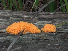 Attēlu rezultāti vaicājumam “Fuligo leviderma plasmodium”