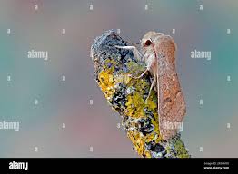 Attēlu rezultāti vaicājumam “Orthosia miniosa imago”