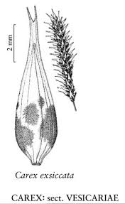 Attēlu rezultāti vaicājumam “Carex vesicaria”