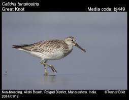 Image result for Calidris tenuirostris