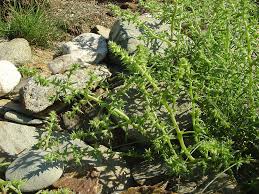 Attēlu rezultāti vaicājumam “Salsola kali”