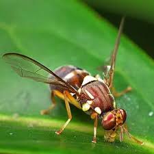 Attēlu rezultāti vaicājumam “Tephritidae”