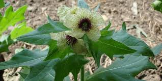 Image result for bilsenkraut